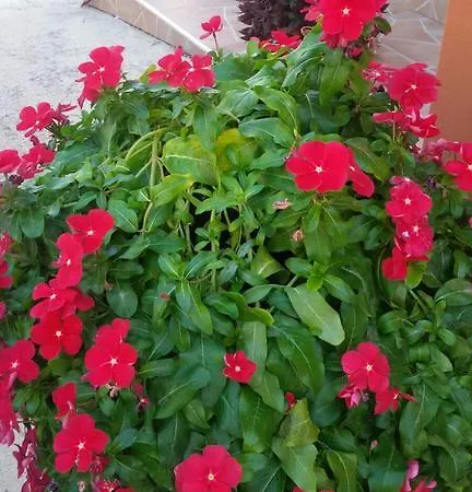 La Casa Dei Nonni לינה וארוחת בוקר